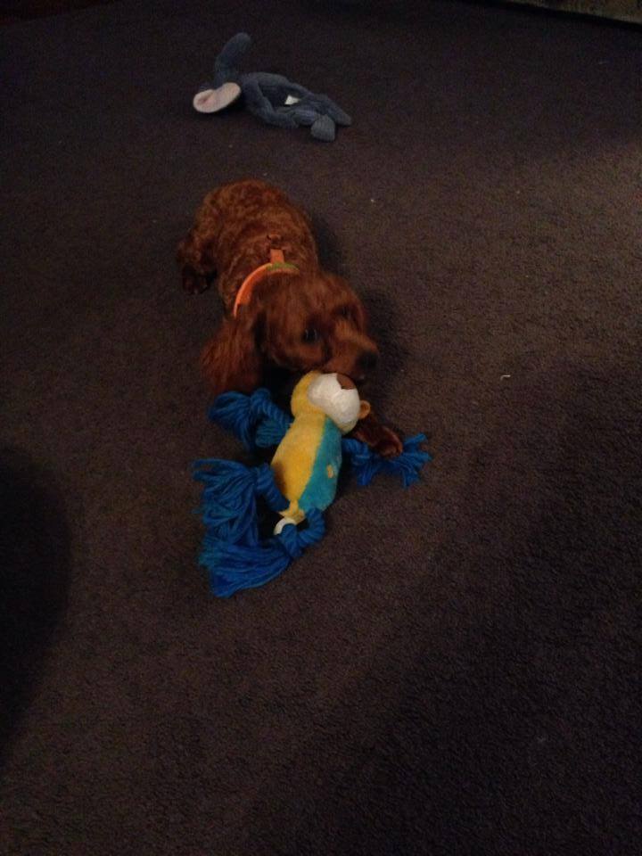 Planes, Pilots and a Poodle from Korea Another Pilots N