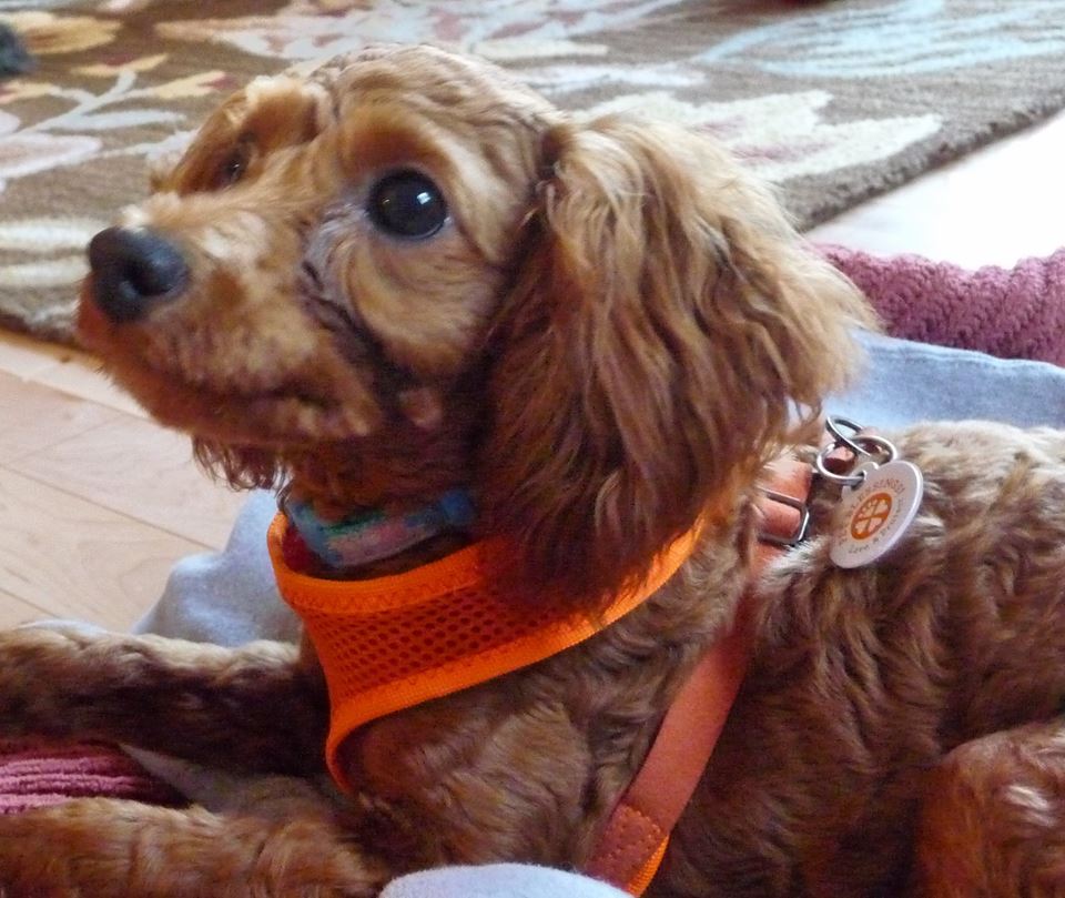 Planes, Pilots and a Poodle from Korea Another Pilots N