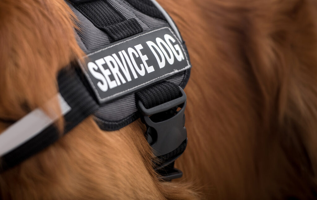 The Most Common Types of Service Dogs and How They Can Help