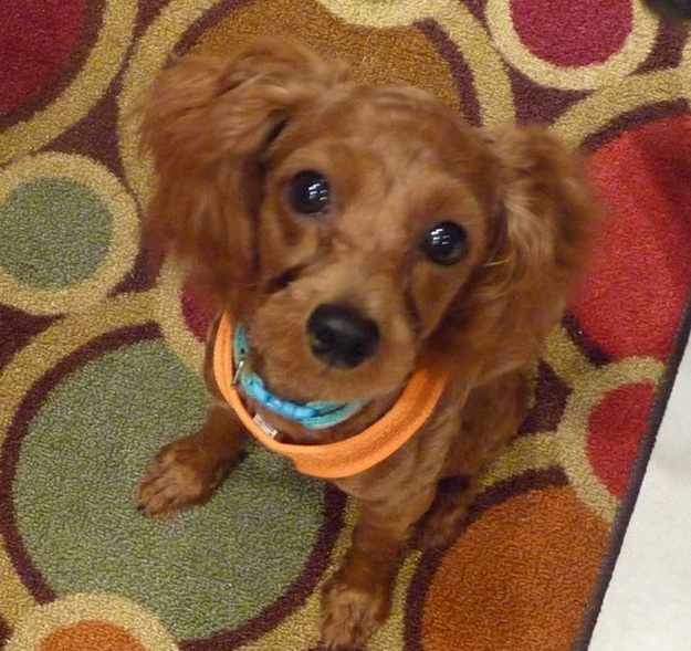 Another Pilots N Paws Rescue Mission: Planes, Pilots and a Poodle from Korea
