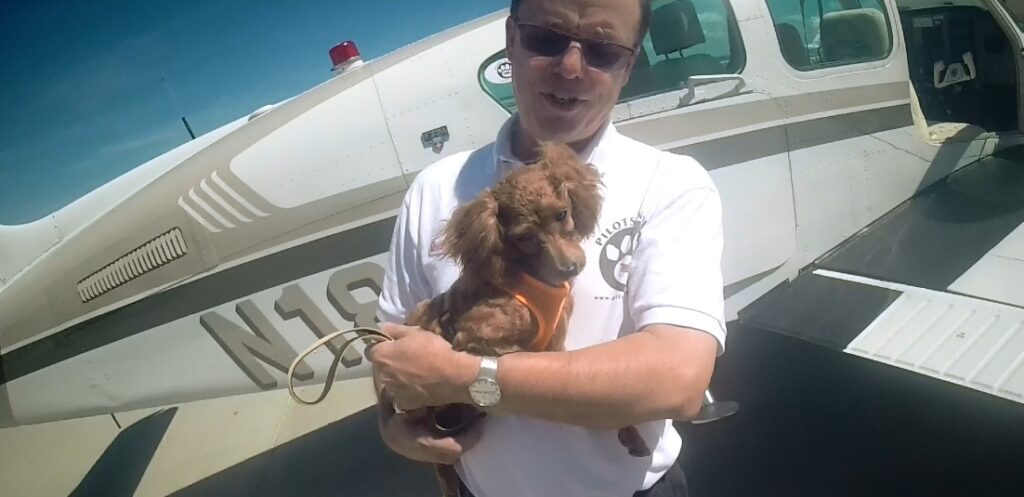 Planes, Pilots and a Poodle from Korea – Another Pilots N Paws Rescue Mission
