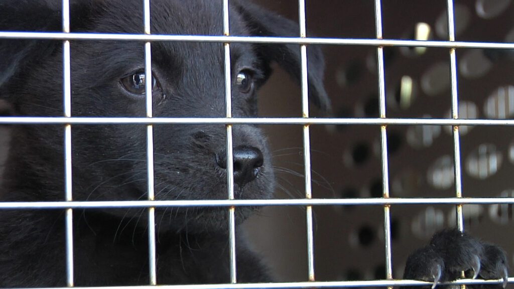 Pilots N Paws Rescue Mission Video