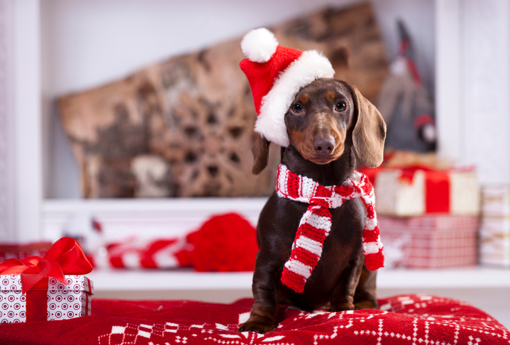 Holiday Safety Tips for Pets