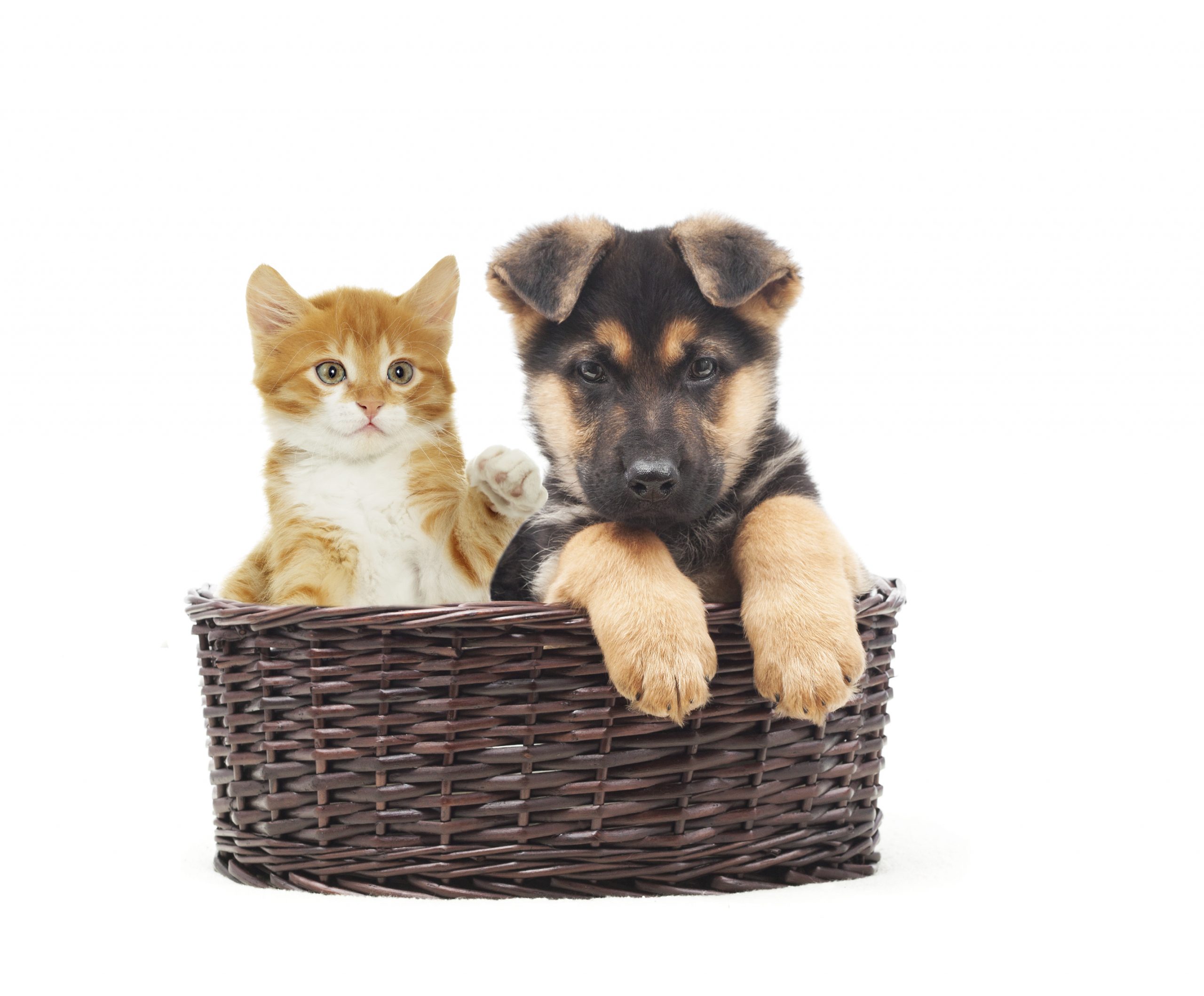 Tips for Saving Money on Pets