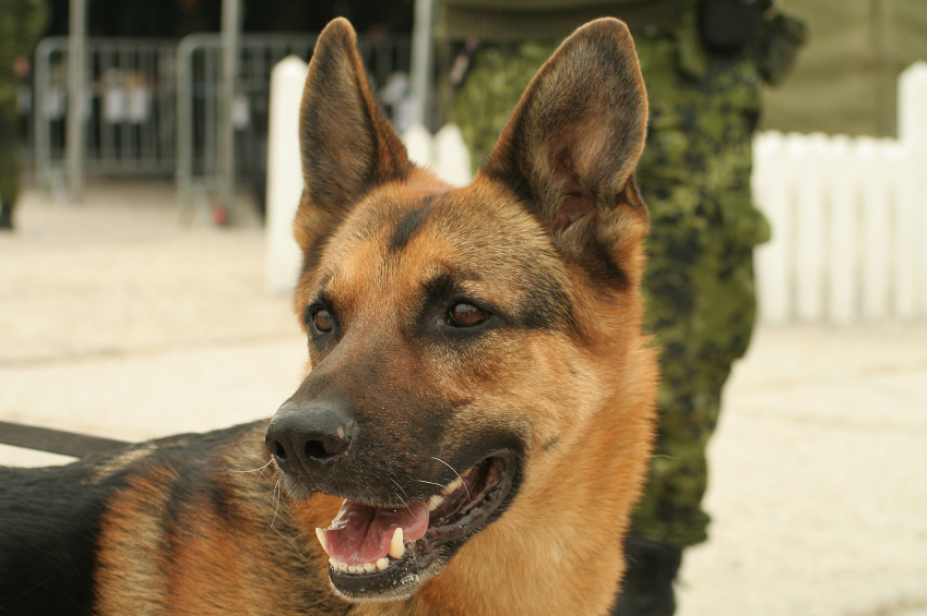 Military Working Dogs Facts